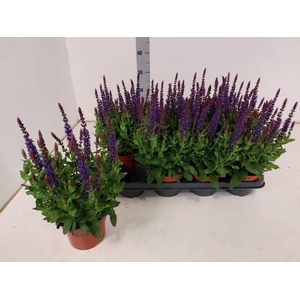 SALVIA NE BOR D BLUE