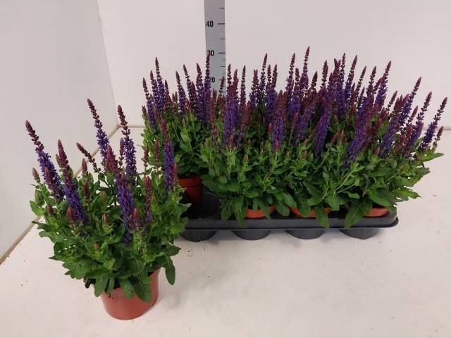 <h4>SALVIA NE BOR D BLUE</h4>
