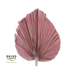 Dried Bleached Palmetto XL Metallic Pink