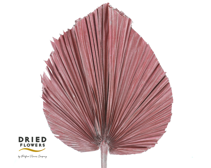 <h4>Dried Bleached Palmetto XL Metallic Pink</h4>