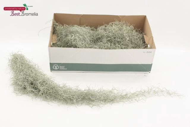 <h4>TILL USNEOIDES</h4>