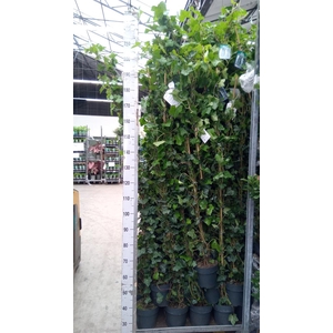 Hedera hibernica