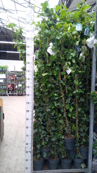 <h4>Hedera hibernica</h4>