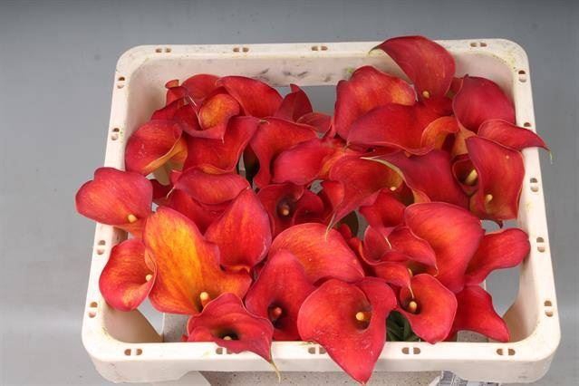 <h4>Calla Captain Trinity</h4>