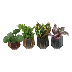 L 67409 W. GREEN MIX 6 CM