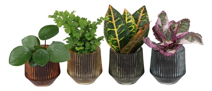 <h4>L 67409 W. GREEN MIX 6 CM</h4>