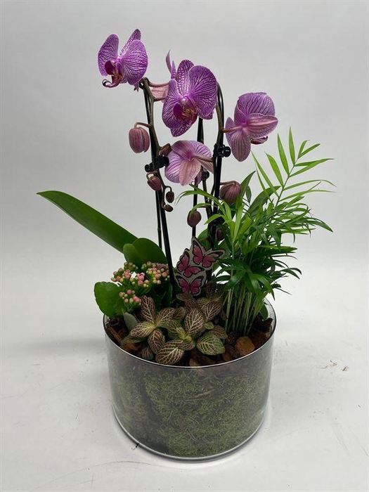 <h4>0116 ROZE CILINDER PHAL</h4>