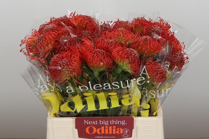 <h4>LEUCO CO SUCCESSION</h4>