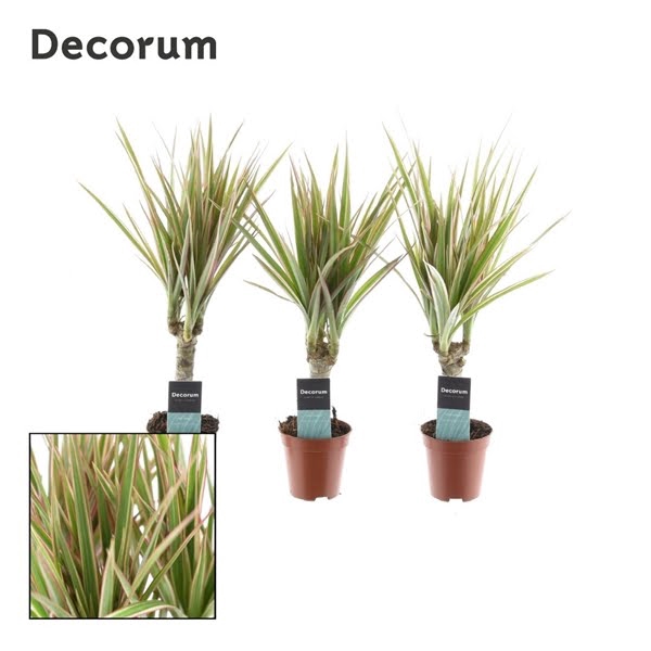 <h4>Dracaena Tiny Tummy Bicolor</h4>