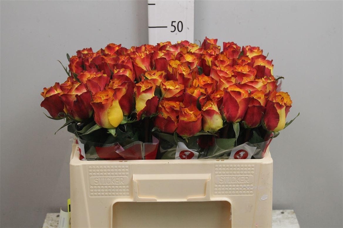 <h4>R Gr Downtown!</h4>