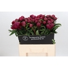 Paeonia Avis Varner