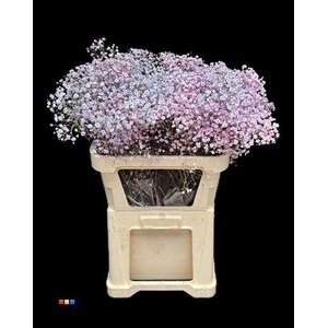 Gyps Xlence Dusty Bubblegum