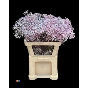 Gyps Xlence Dusty Bubblegum