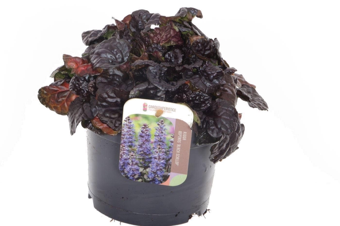 <h4>Ajuga reptans Black Scallop</h4>
