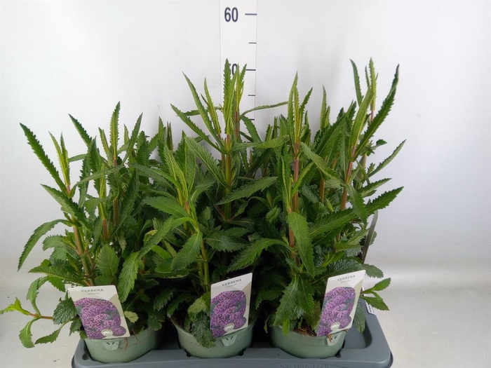 <h4>Verbena bonariensis</h4>