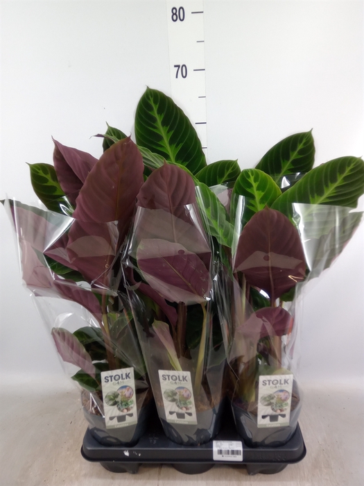 <h4>Calathea warscewiczii</h4>