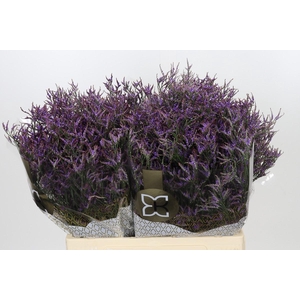 Limonium Safora Dark Blue