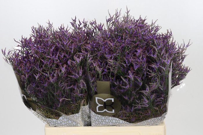 Limonium Safora Dark Blue