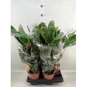 Aechmea fasciata 'Primera'