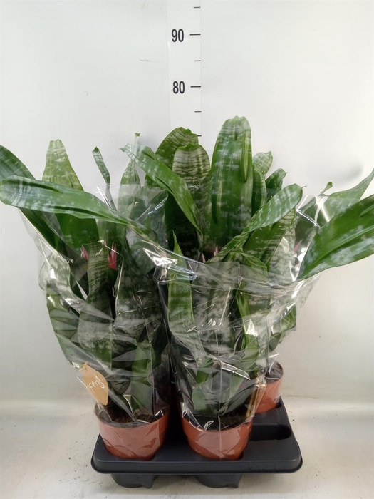 <h4>Aechmea fasciata 'Primera'</h4>
