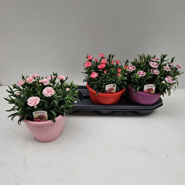 <h4>DIAN OSC GEM</h4>