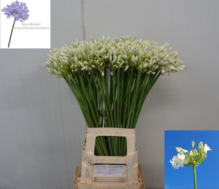 <h4>Agapanthus Volendam Kees Bleeker</h4>