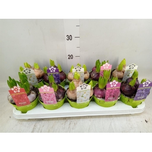 Hyacinthus orie. 'Pearl'  ...mix  5