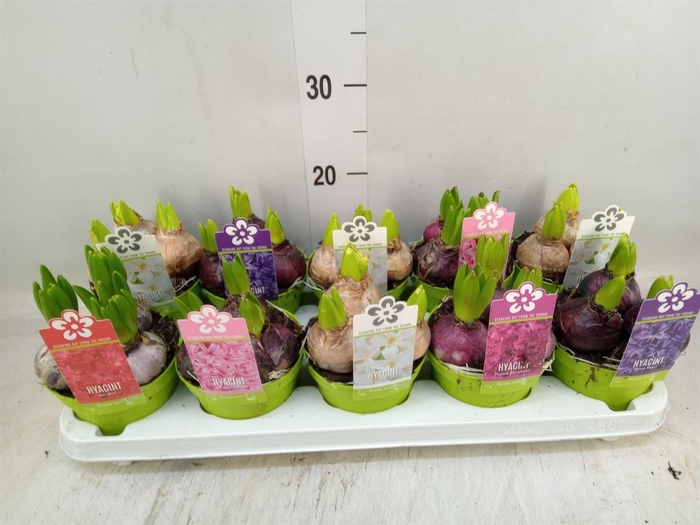 <h4>Hyacinthus orie. 'Pearl'  ...mix  5</h4>