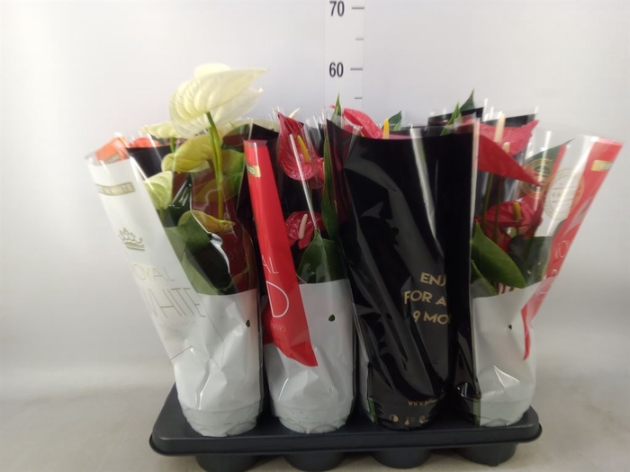 <h4>Anthurium   ...mix</h4>