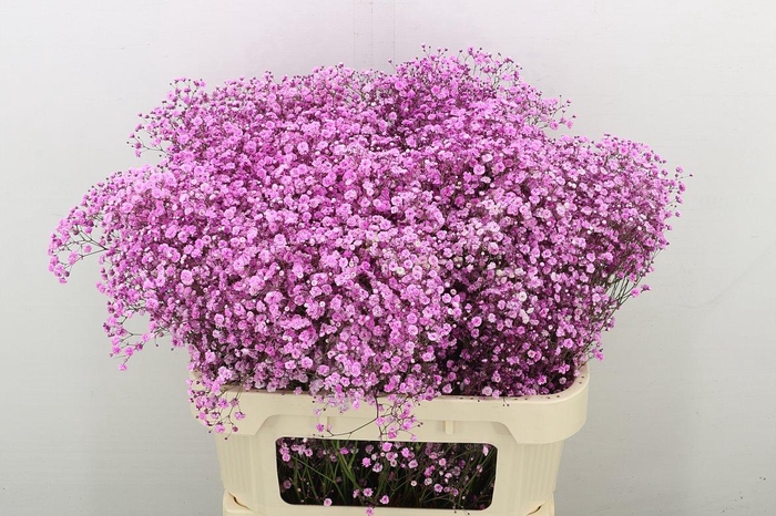 <h4>Gyps Klbh Roze H%</h4>