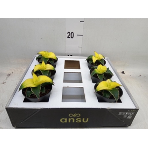 Sansevieria  'Star Canary'