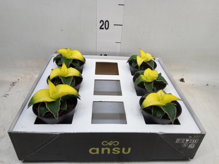 <h4>Sansevieria  'Star Canary'</h4>