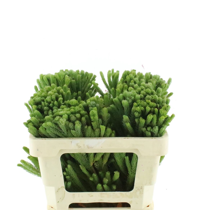 <h4>Kaaps Albiflora Green</h4>