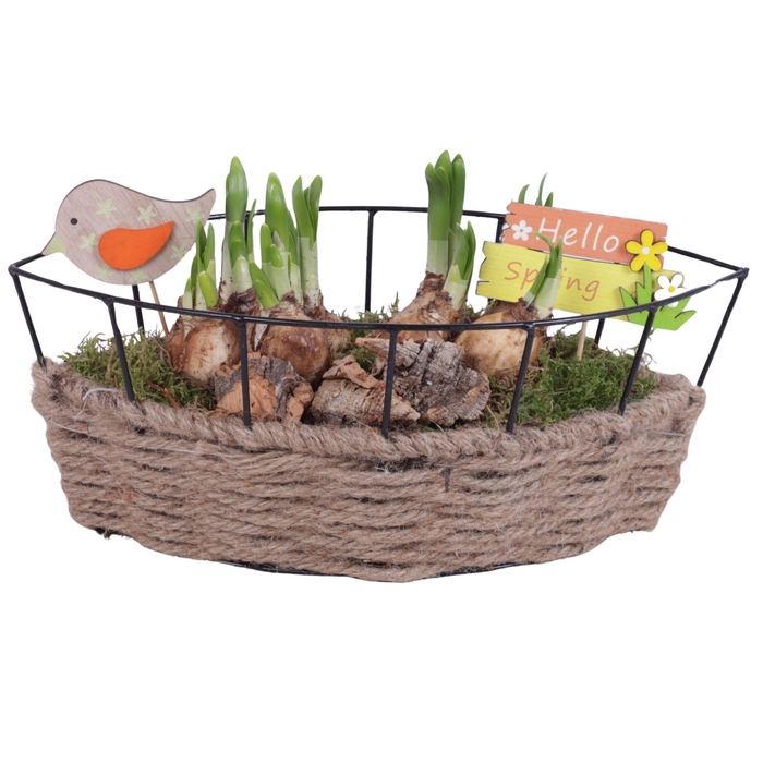 <h4>Bulbs Arr. Narcis Metal Frame Rope Pot Boat Ø31cm</h4>
