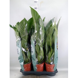 Spathiphyllum 'Bingo Cupido'