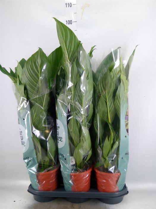 <h4>Spathiphyllum  'Bingo Cupido'</h4>