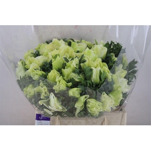 Anem Mistral Super White