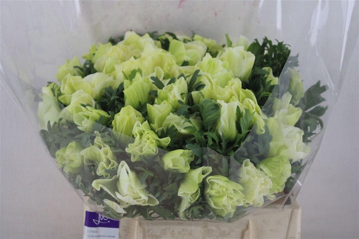 <h4>Anem Mistral Super White</h4>