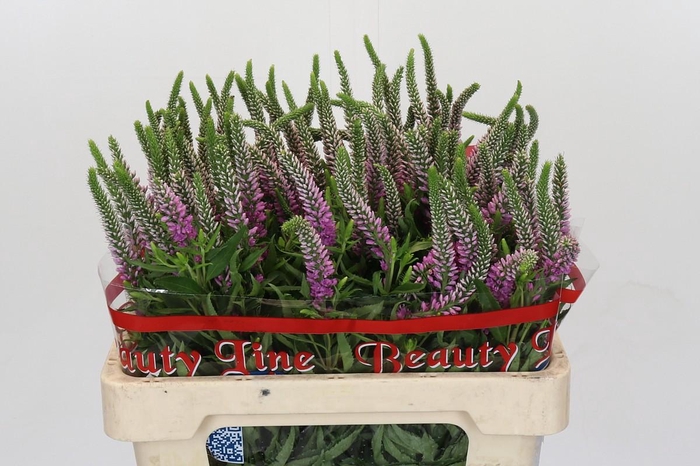 <h4>Veronica Skyler Pink</h4>