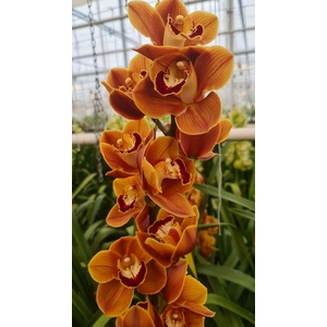 CYMB T RENE´S WISH 60 CM