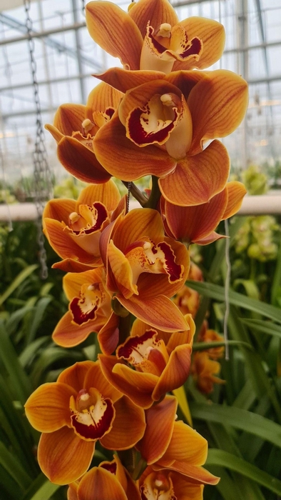 <h4>CYMB T RENE´S WISH 60 CM</h4>