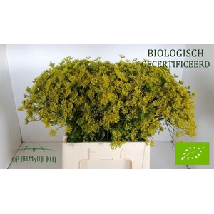 Anethum Graveolens