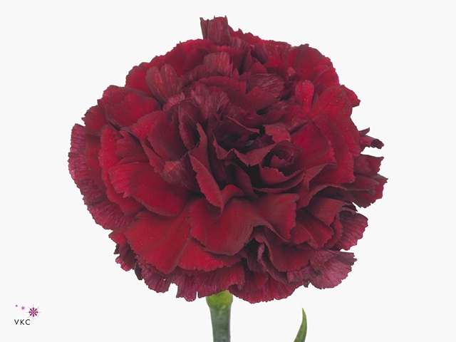 Di St Porto Bordeaux