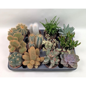 CACTUS + SUCCU GEM