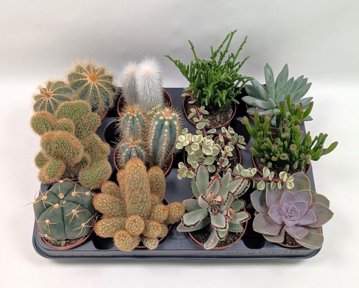 <h4>CACTUS + SUCCU GEM</h4>