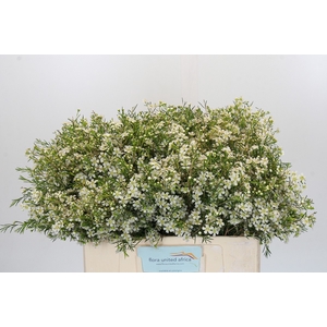 Chamelaucium Ofir