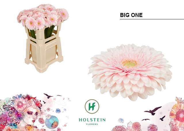 <h4>Gerbera Gerponi Big One</h4>