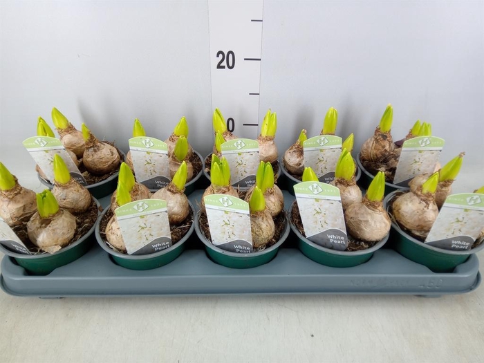 <h4>Hyacinthus orie. 'Pearl White'</h4>