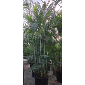 Chrysalidocarpus