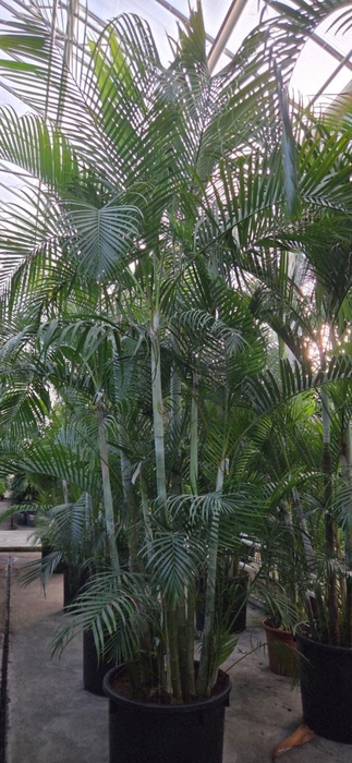 <h4>Chrysalidocarpus</h4>